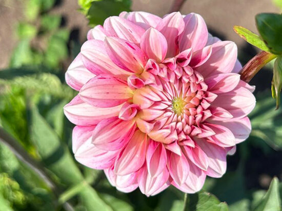 Dālija 'Strawberry Cream'
